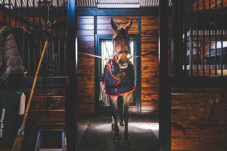 A horse in it's stall at the stable